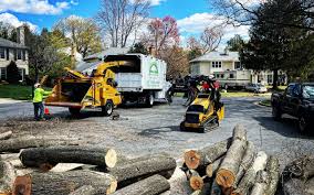 Best Lawn Disease Treatment  in Gasport, NY