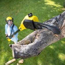Best Lawn Mowing  in Gasport, NY