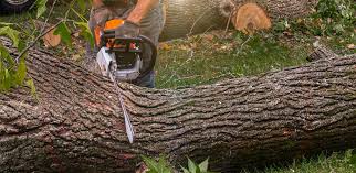 Best Tree Trimming and Pruning  in Gasport, NY