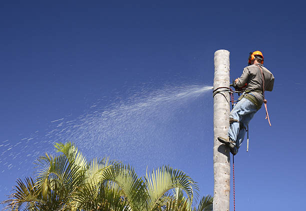 Best Lawn Watering Services  in Gasport, NY