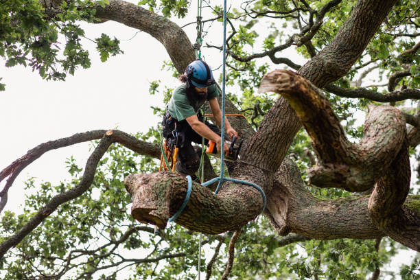How Our Tree Care Process Works  in  Gasport, NY