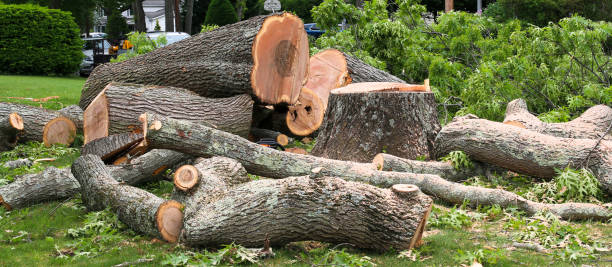 Trusted Gasport, NY Tree Care Experts