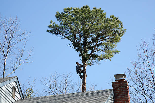 Tree and Shrub Care in Gasport, NY