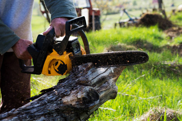 Best Emergency Tree Removal  in Gasport, NY