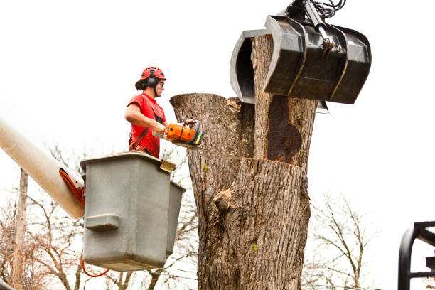  Gasport, NY Tree Care Pros